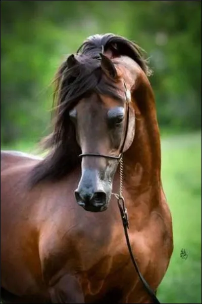 Quel trait de caractère aimerais-tu chez ton cheval ?