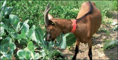 Selon l'expression, avec quoi faut-il ménager la chèvre ?