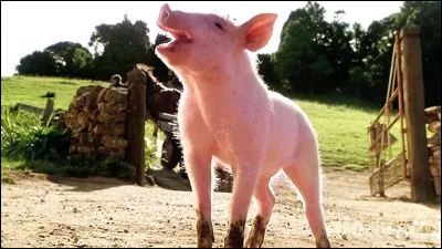 Qui est ce célèbre cochon, personnage phare d'un film sorti en 1995 ?
