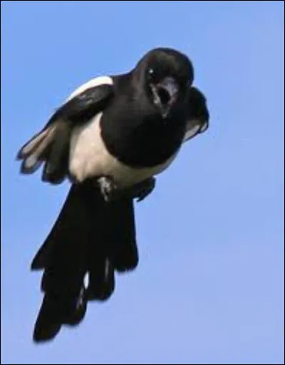 Tu te poses sur le rebord de ton balcon pour observer les oiseaux.
Soudain, une pie te vole brusquement tes bonbons préférés.
Comment réagis-tu ?
