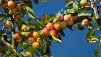Quel est le fruit emblématique de la Lorraine ?