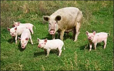En droit féodal, comment s'appelle la redevance permettant le droit de pacage, notamment des cochons dans les bois seigneuriaux ?