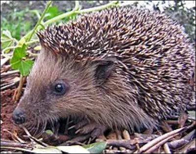 Quel est le cri du hérisson ?