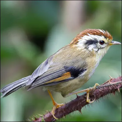 Regardez et trouver le nom de ce joli petit oiseau dont le nom commence par "al" :