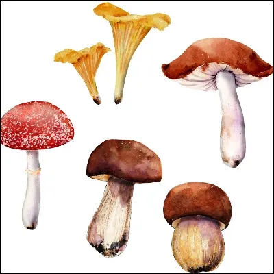 Quel champignon comestible au sporophore totalement creux, qui peut &ecirc;tre conique ou c&ocirc;tel&eacute;, est parfois confondu avec le gyromitre, qui est toxique ?