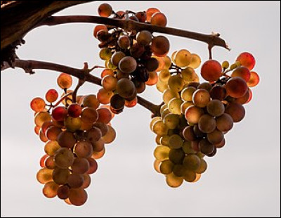 Dans quel pays mange-t-on 12 grains de raisin le soir du Nouvel an ?