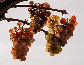 Dans quel pays mange-t-on 12 grains de raisin le soir du Nouvel an ?