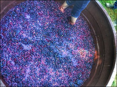 Quelle opération consiste à presser le marc de raisin pour en extraire le jus ou le vin ?