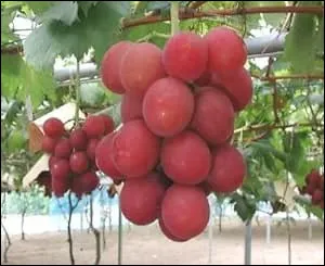 De quel pays est originaire la vari&eacute;t&eacute; de raisin appel&eacute;e ''Ruby'' ?