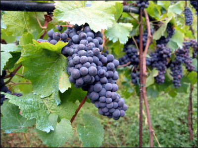 Quel fruit partage avec le raisin une expression qui signifie ''en demi-teinte'' ?