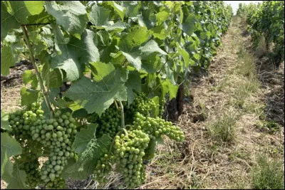 Durant quelle p&eacute;riode se d&eacute;roulent les vendanges ?