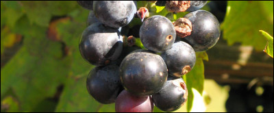 Comment appelle-t-on les composants naturels du raisin, contenus dans la peau, les pépins ou la partie ligneuse de la grappe ?