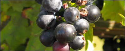 Comment appelle-t-on les composants naturels du raisin, contenus dans la peau, les p&eacute;pins ou la partie ligneuse de la grappe ?