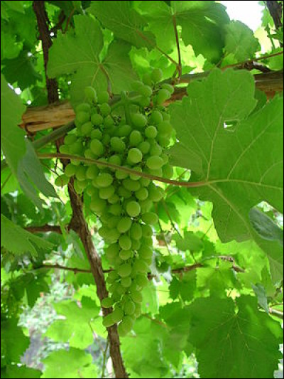 Quel pays est le premier producteur au monde de raisin ?