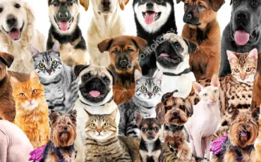 Quiz Animaux