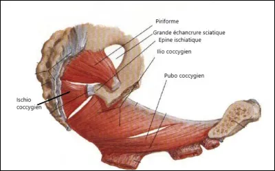 Le muscle coccygien n'a plus vraiment d'utilité chez nous autres, humains fragiles.
Chez quel animal pourra-t-il se montrer bien pratique ?
