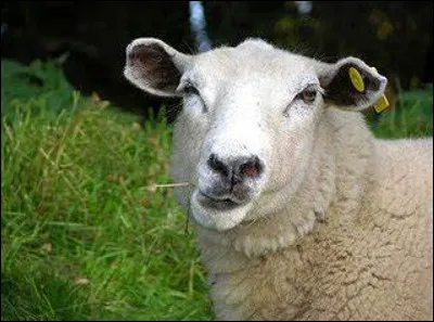 La tête de mouton, ''une mirificque décoction pour faire viander les chiens constippez du ventre'' selon cet auteur qui a élevé l'humour scatologique au rang d'art.