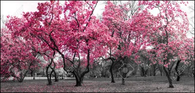 Quel animal préfères-tu ?