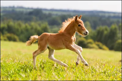 Pour toi, un poulain représente :