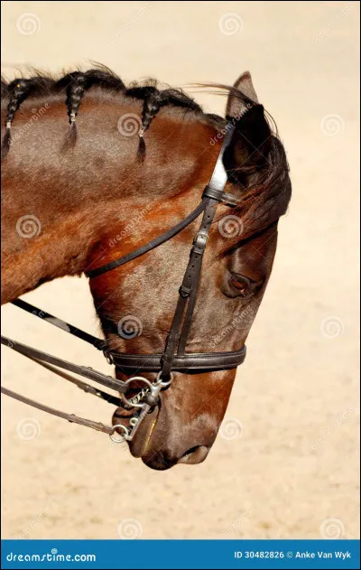 Ton cheval est de mauvaise humeur, que fais-tu ?