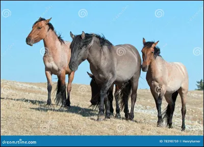 Tu aimes quun cheval :