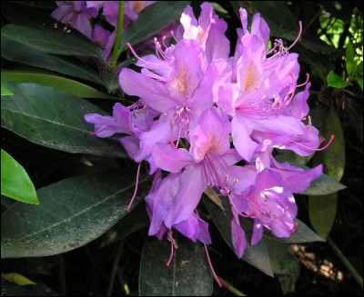 Selon l'étymologie grecque, de quelle fleur le rhododendron est-il l'arbre ?