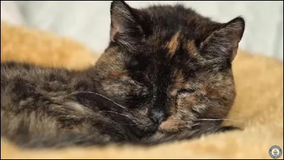 Quel chat préfères-tu ? (Du 1er cycle )