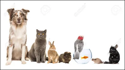 Quel est ton animal préféré ? 1/4