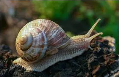 L'escargot est à la fois mâle et femelle.