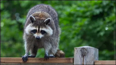 Quel animal préfères-tu ?