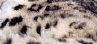 À qui appartient ce pelage ?