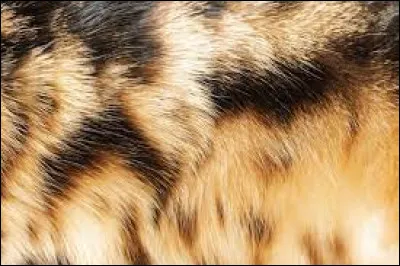 À qui appartient ce pelage ?