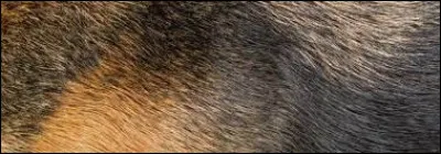À qui appartient ce pelage ?