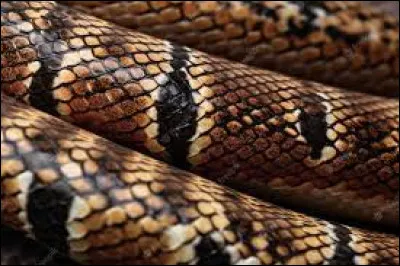 À qui appartiennent ces écailles ?