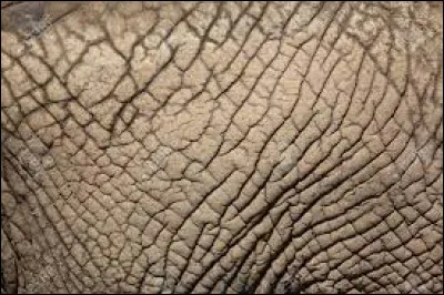 À qui appartient cette peau ?