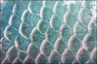 À qui appartiennent ces écailles ?