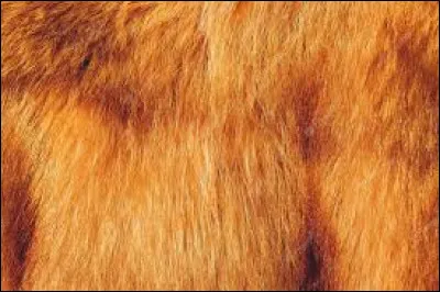 À qui appartient ce pelage ?