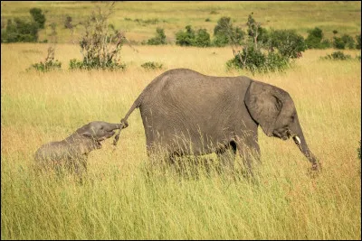 Quelle est la durée moyenne de gestation d'une éléphante ?