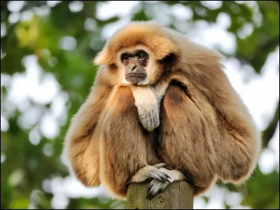 Quelle est l'orthographe correcte du nom de ce singe ?