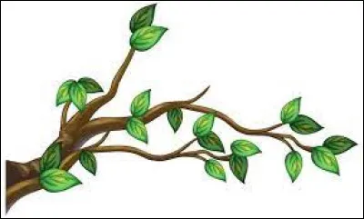 Que faut-il ajouter à "bra" pour obtenir le nom désignant une partie d'un arbre ?