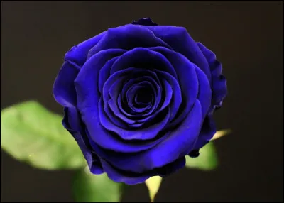 Pouvez-vous corriger la faute dans ''Les pétales de cette fleur sont bleues.'' ?