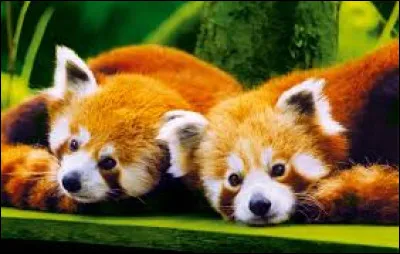 À quel livre correspond ce résumé : "tous les animaux sont égaux, mais il y en a qui le sont plus que d'autres" ?