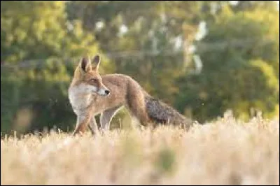 À quelle famille appartient le renard ?