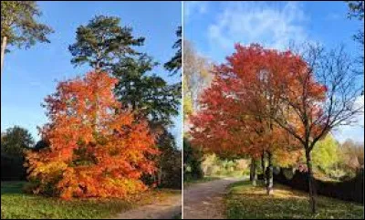 Quelle université a été fondée en novembre 1450 ?