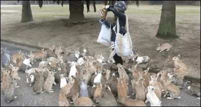 Au japon, dans la ville de Takehara, une petite île unique est surnommée "l'île aux lapins". Des centaines de lapins y habitent. Quel est son nom ?