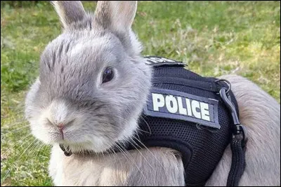 Le lapin voit le monde en couleur mais, comme les êtres humains, les lapins ne voient pas dans le noir.