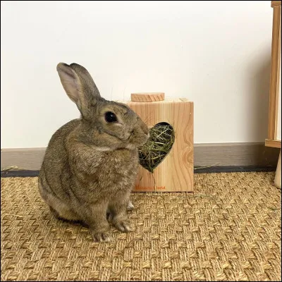 Le lapin est un rongeur qui a besoin de foin en permanence.
Ceci est faux, pourquoi ?