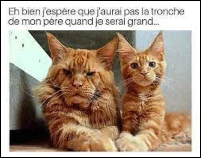 Quel chat de race est le plus cher à l'achat au monde, avec un prix variant de 20 000  à 115 000  ?