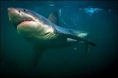 On a plus de chance de mourir d'une noix de coco tombée d'un arbre que d'une attaque de requins.