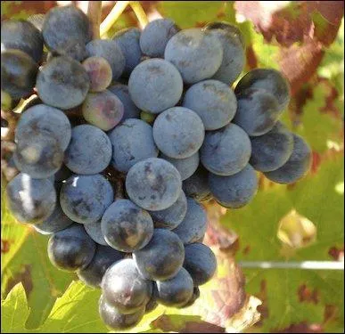 Au pied du chteau de Chinon et aux alentours est lev le vin du mme nom. Le vin rouge est issu du cpage :